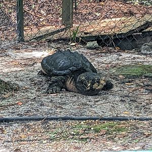 Alapaha Trail - alligator snapping turtle