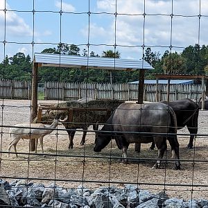 Safari Train - Asian paddock