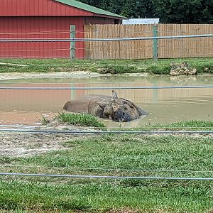 Safari Train - Indian rhino