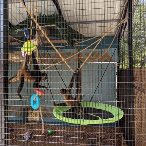 Outback Oasis - spider monkey
