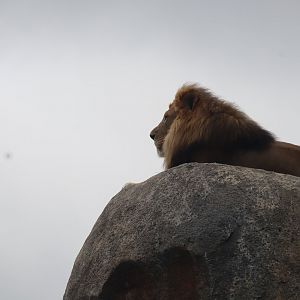 Male Lion