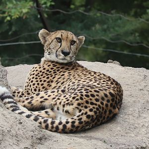 Cheetah
