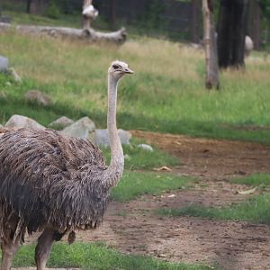 Female Ostrich