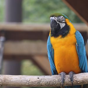 Blue and Yellow Macaw