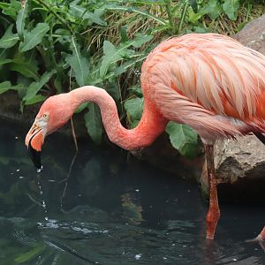 American Flamingo