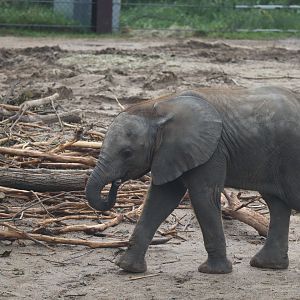 Mopani the Elephant