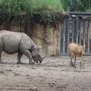 Pere David's Deer and Indian Rhinoceros