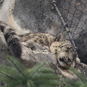 Snow Leopard