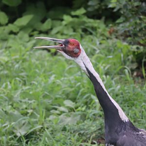 White Naped Crane