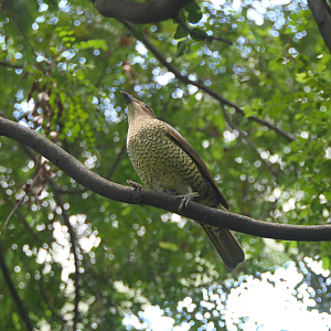 Satin Bowerbird