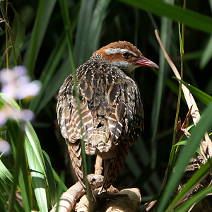 Buff-banded Rail