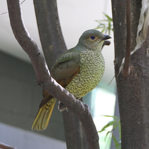 Satin Bowerbird