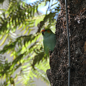Purple-crowned Lorikeet