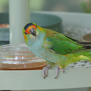 Purple-crowned Lorikeet