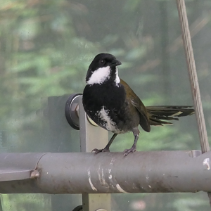 Eastern Whipbird