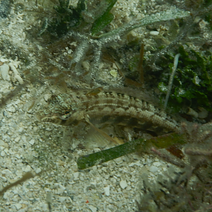 Southern Grubfish (Parapercis australis)