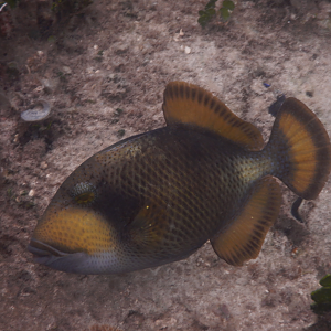 Titan Triggerfish juvenile (Balistoides viridescens)
