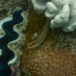 Queensland Combtooth Blenny (Ecsenius mandibularis)