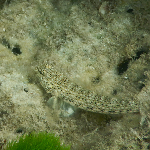 Goldmann's Sandgoby (Istigobius goldmanni)