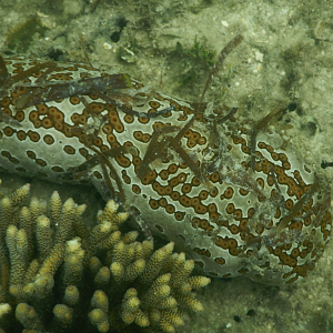 Leopard Sea Cucumber (Bohadschia argus)