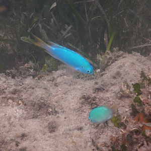 Peacock Damsel (Pomacentrus pavo)