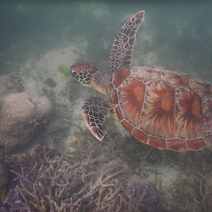 Green Sea Turtle