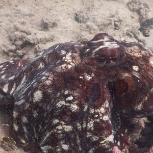 Day Octopus (Octopus cyanea)