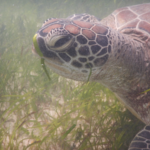 Green Sea Turtle