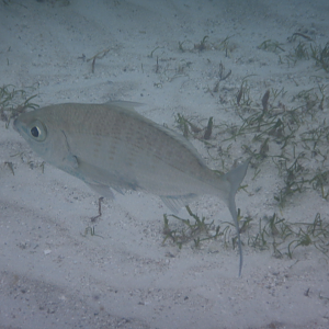 Strongspine Silverbiddy (Gerres longirostris)