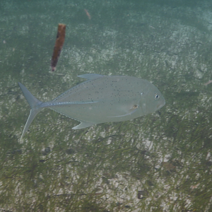 Brassy Trevally (Caranx papuensis)
