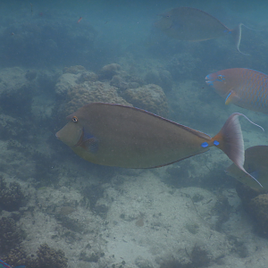 Bluespine Unicornfish (Naso unicornis)