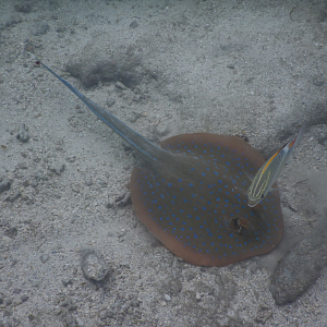 Bluespotted Lagoon Ray (Taeniura lymma)