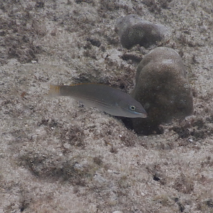 Silverstreak Wrasse female (Stethojulis strigiventer)