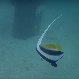Longfin Bannerfish (Heniochus acuminatus)