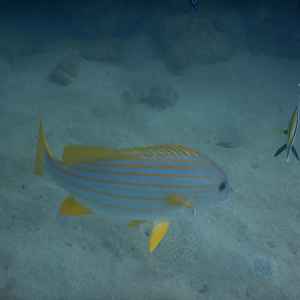 Goldlined Sweetlips (Plectorhinchus chrysotaenia)