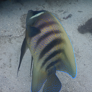 Sixband Angelfish (Pomacanthus sexstriatus)