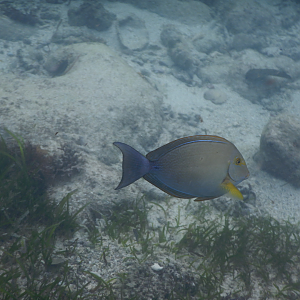 Inshore Surgeonfish (Acanthurus grammoptilus)