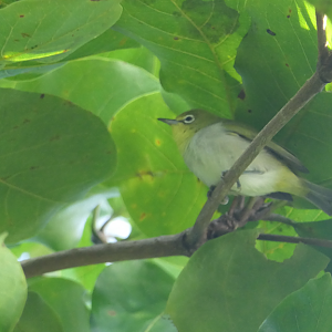 Ashy-bellied White-Eye (Zosterops citrinella)