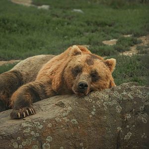 Kamchatka Bear