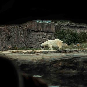 Polar Bear