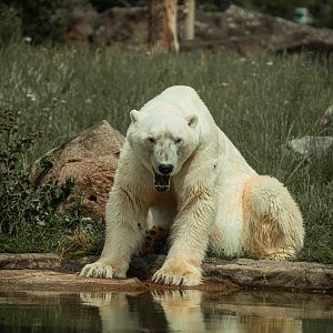 Polar Bear