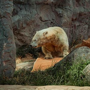 Antonia Dwarf Polar Bear