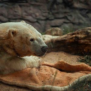 Antonia Dwarf Polar Bear