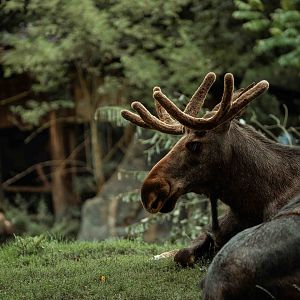 Eurasian Moose