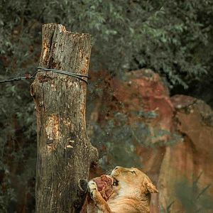 Lion feeding