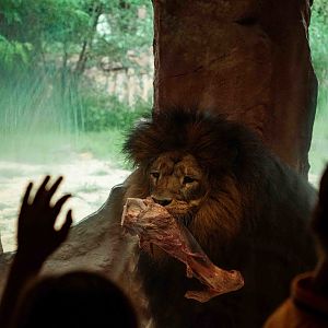 Lion feeding
