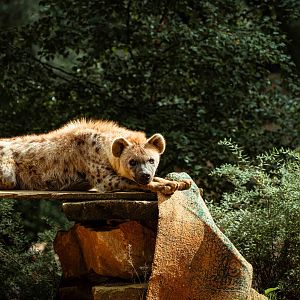 Spotted Hyena