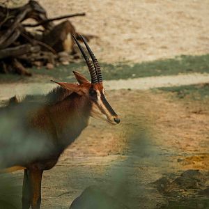 Sable Antelope