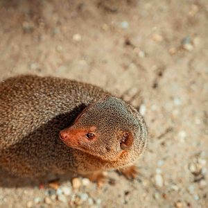Dwarf Mongoose