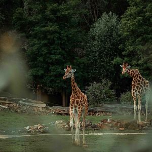 Giraffes